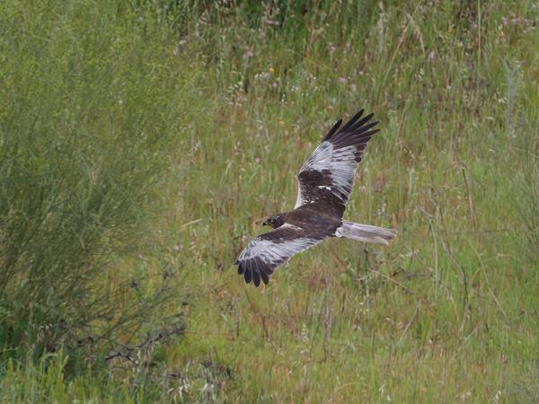 <h3><a href="/trips/extramadura/biota/animalia/chordata/aves/017 accipitriformes/004 accipitridae/circus aeruginosus/circus aeruginosus-nl.html">Circus&nbsp;aeruginosus</a> / Western&nbsp;marsh&nbsp;harrier / Bruine&nbsp;kiekendief</h3>OM-1 Mark II met OLYMPUS M.150-400mm F4.5 TC, 1/2000 sec  bij F5.6, ISO 2500, afstand 175&nbsp;m